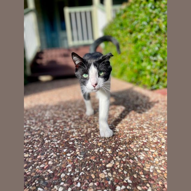 Photo of Felix