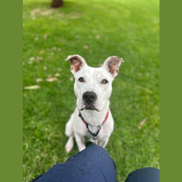Photo of Draco