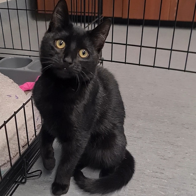 Photo of Panther