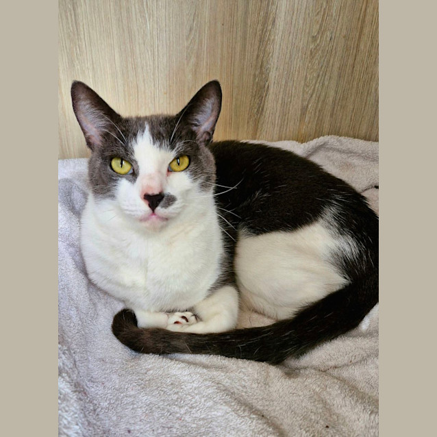 Photo of C1280 Ticky