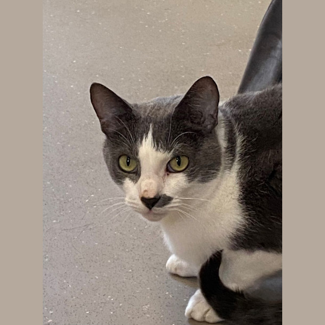 Photo of C1280 Ticky