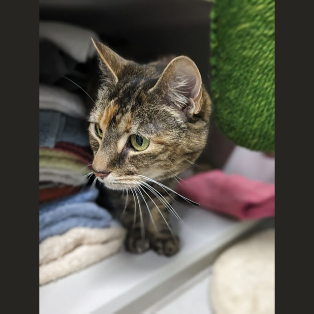 Photo of 🎀 Hattie 5101 🎀