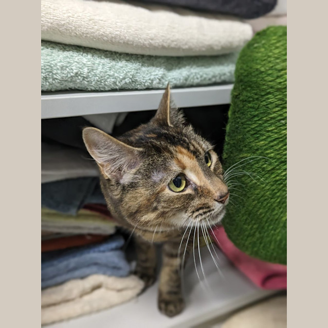 Photo of 🎀 Hattie 5101 🎀