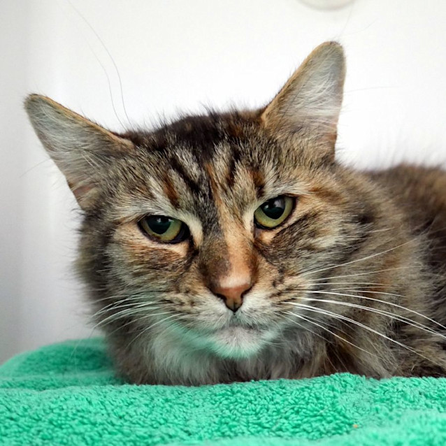 Photo of Pippi Sua012463