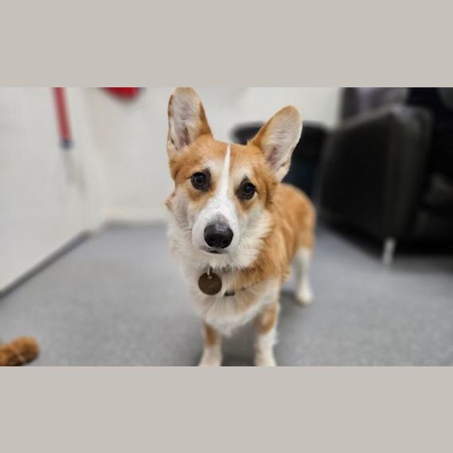 Photo of Cheers Big Ears 
