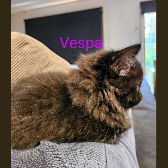 Photo of Vespa Meet Me At Petstock Keysborough Store