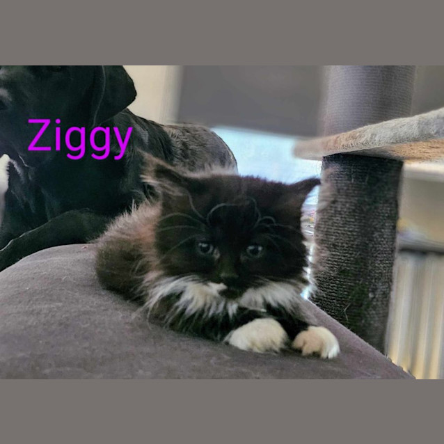 Photo of Ziggy Meet Me At Petstock Keysborough Store 