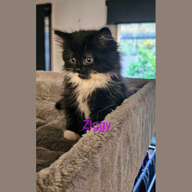 Photo of Ziggy Meet Me At Petstock Keysborough Store 