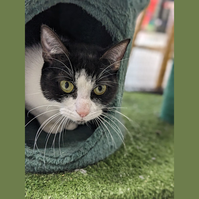 Photo of 🍿 Tahini 5063 🍿