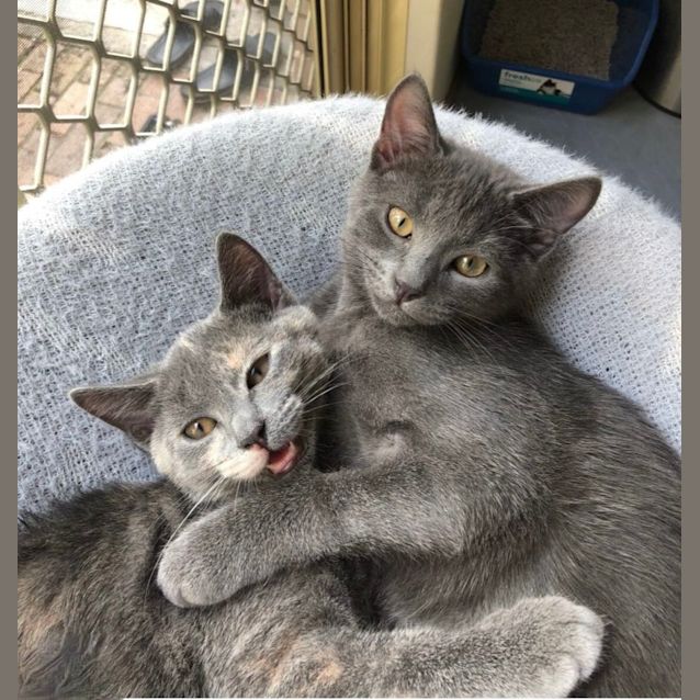 Photo of Mark And Simba