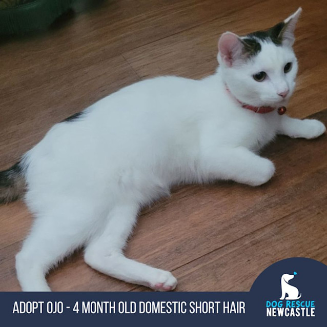 Photo of Ojo   4 Month Old Domestic Short Hair (Trial)