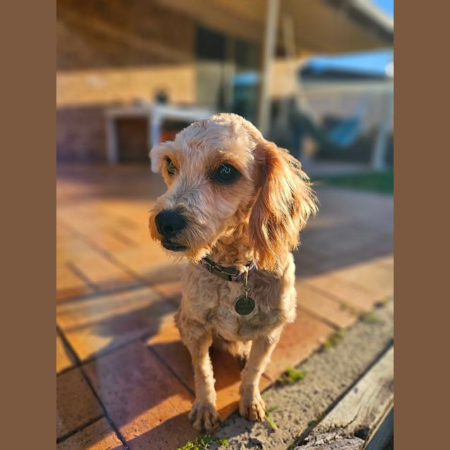 Photo of Finn   11 Month Old Cavoodle (Trial)