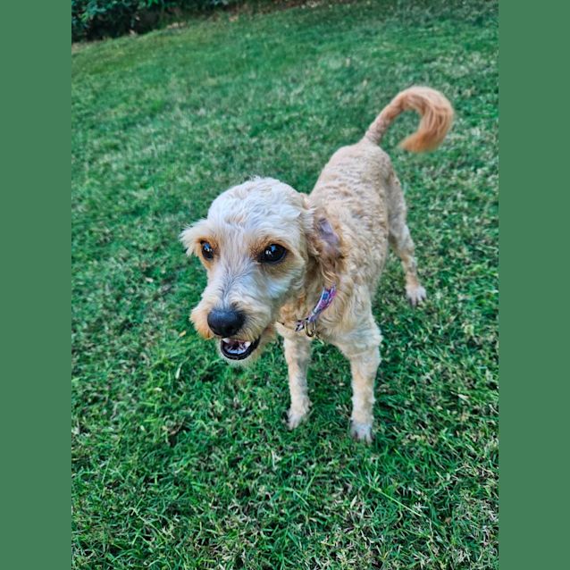 Photo of Finn   11 Month Old Cavoodle (Trial)