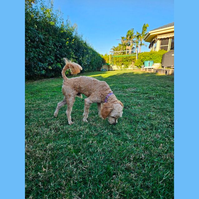 Photo of Finn   11 Month Old Cavoodle (Trial)