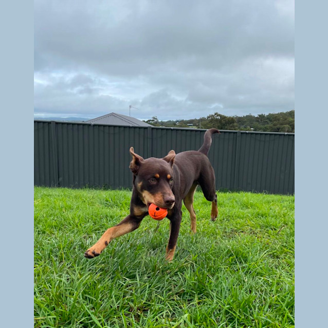 Photo of Bandit