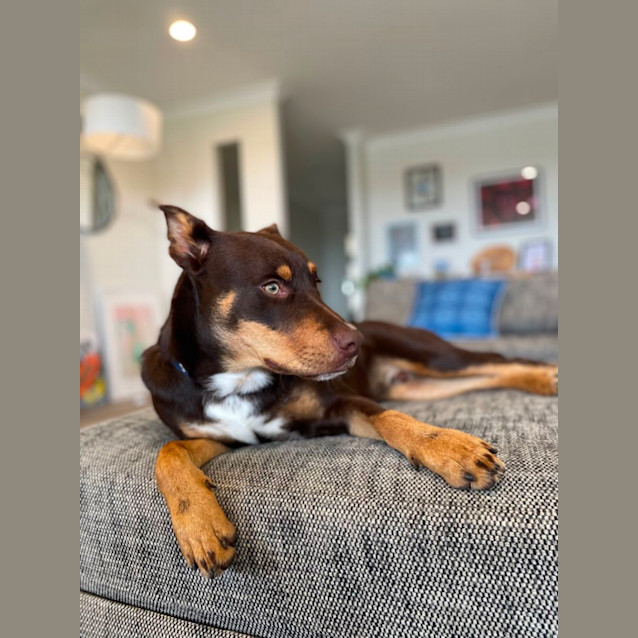 Photo of Bandit