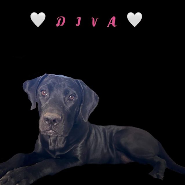 Photo of Diva