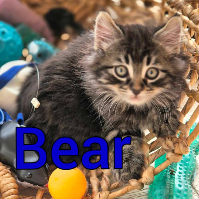 Photo of Bear