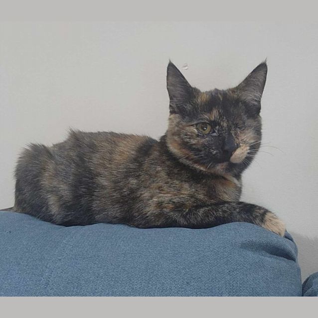 Photo of Iris   Located In Templestowe