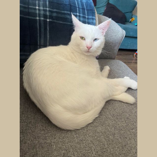 Photo of 💚 Bowie 🩵