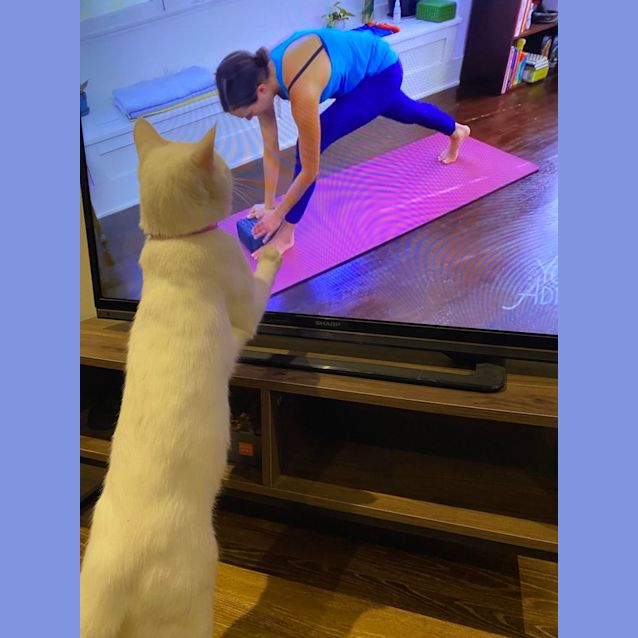 Photo of 💚 Bowie 🩵