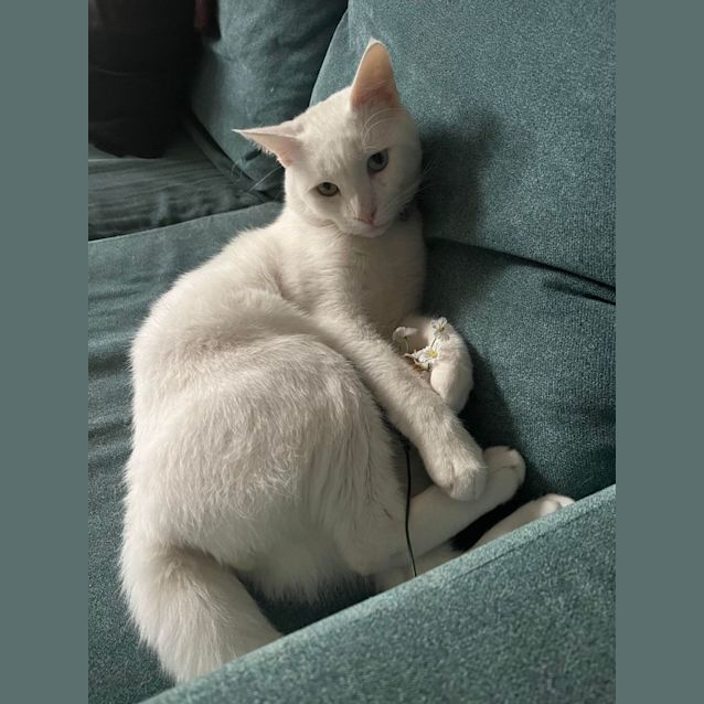 Photo of 💚 Bowie 🩵