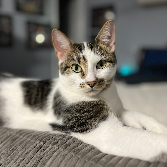 Photo of Zander