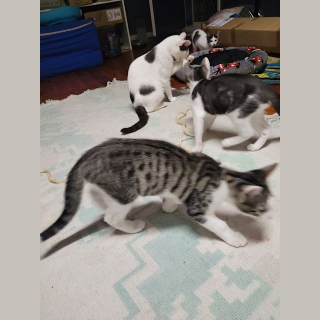 Photo of Pop   4 Month Old Domestic Short Hair (Trial)