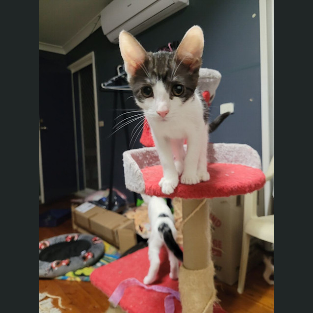 Photo of Pop   4 Month Old Domestic Short Hair (Trial)