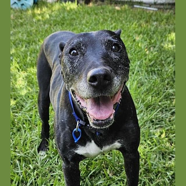 Photo of Boris *$150 Adoption Fee*