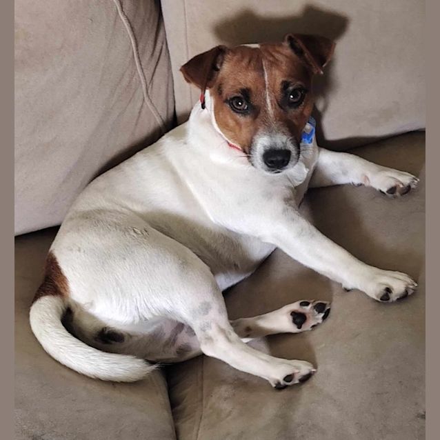 Photo of Scarlet
