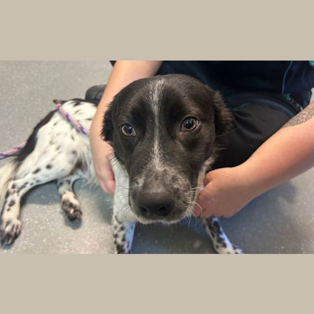 Photo of Spot