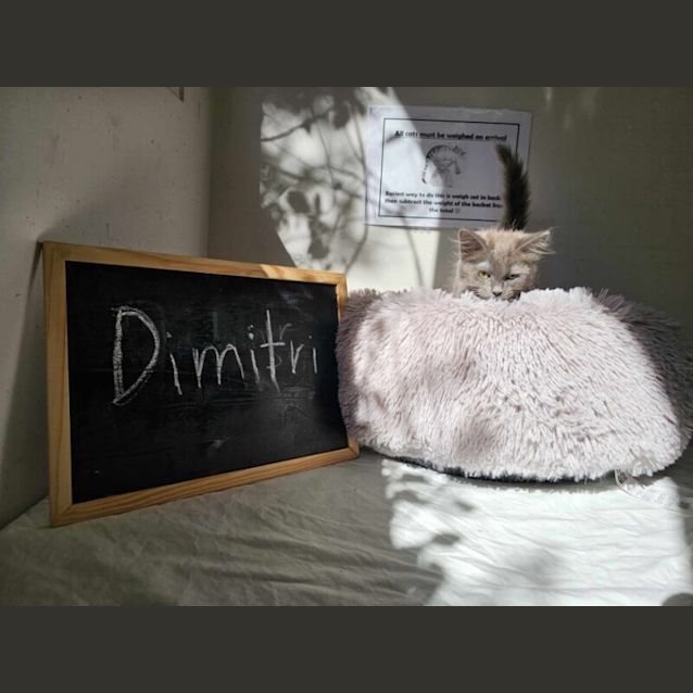 Photo of Dimitri