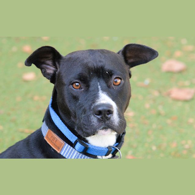 Photo of Pippin