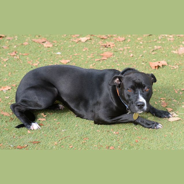 Photo of Pippin