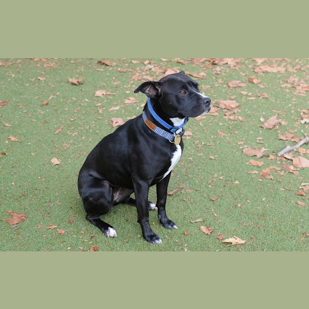 Photo of Pippin