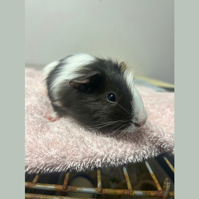 Photo of Muffin