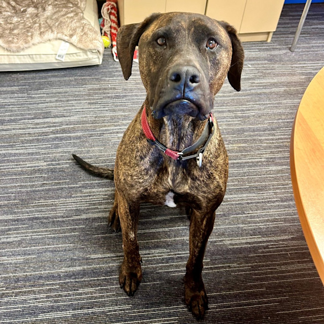Photo of Wesson