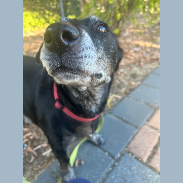 Photo of Trixie