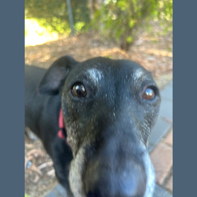 Photo of Trixie