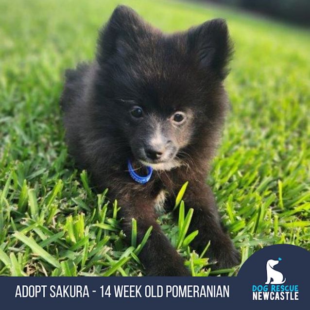 Photo of Sakura   14 Week Old Pomeranian (Trial)