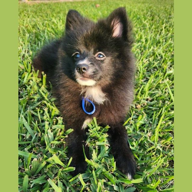 Photo of Sakura   14 Week Old Pomeranian (Trial)