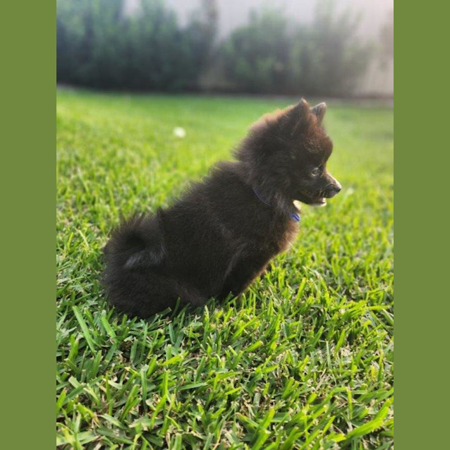 Photo of Sakura   14 Week Old Pomeranian (Trial)