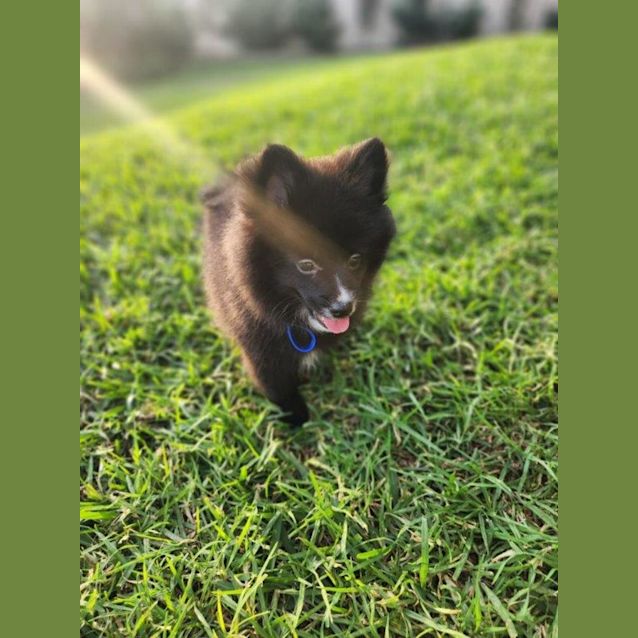 Photo of Sakura   14 Week Old Pomeranian (Trial)