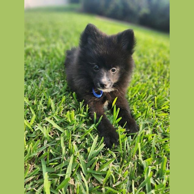 Photo of Sakura   14 Week Old Pomeranian (Trial)