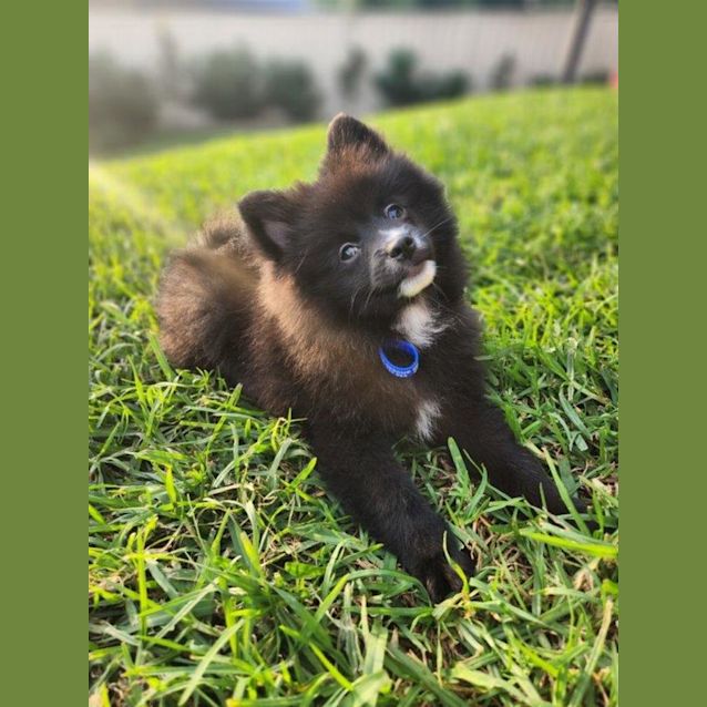 Photo of Sakura   14 Week Old Pomeranian (Trial)