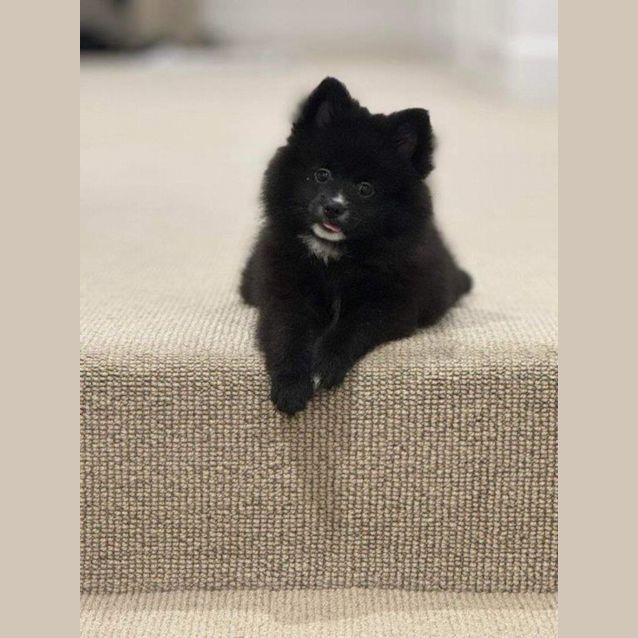 Photo of Sakura   14 Week Old Pomeranian (Trial)