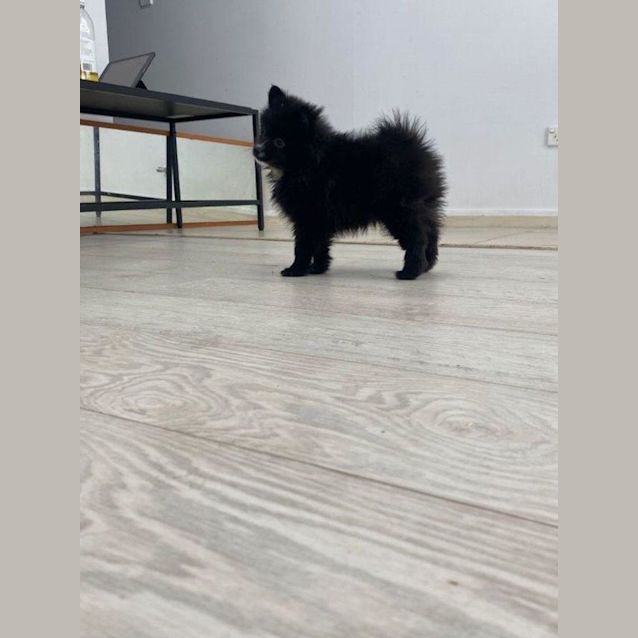 Photo of Sakura   14 Week Old Pomeranian (Trial)