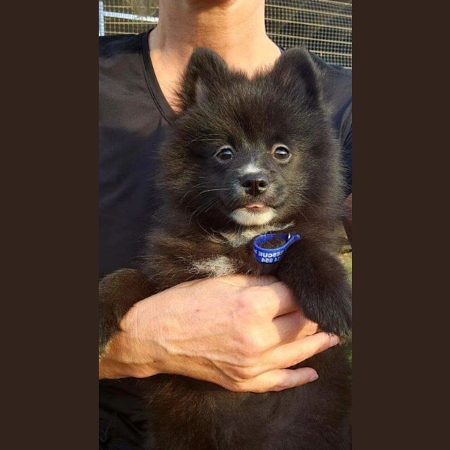 Photo of Sakura   14 Week Old Pomeranian (Trial)