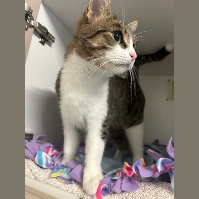 Photo of Blinky